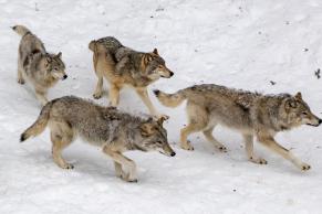 image from Los últimos serán los primeros